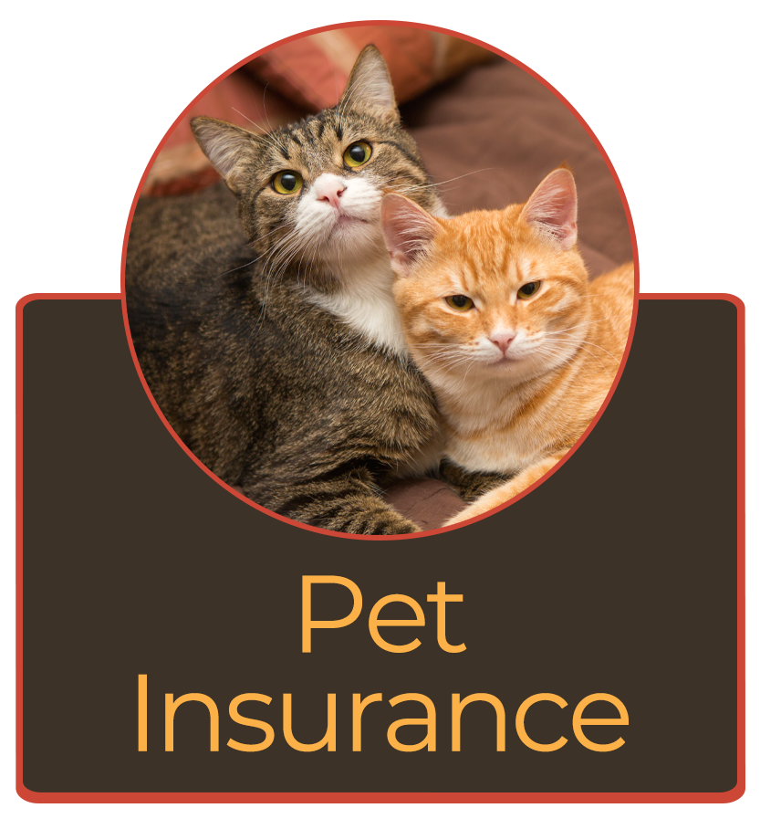 Pet Wellness Insurance Plans